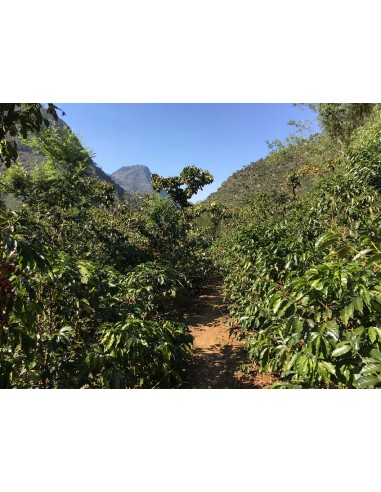 Café Guatemala LA MOCHILITA  score:...