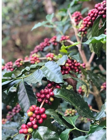Café Inde MALABAR
