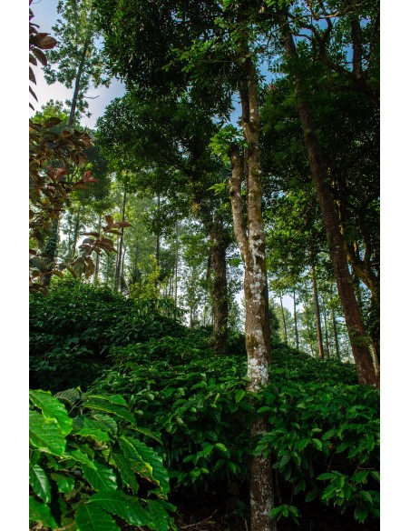 Café Inde MALABAR