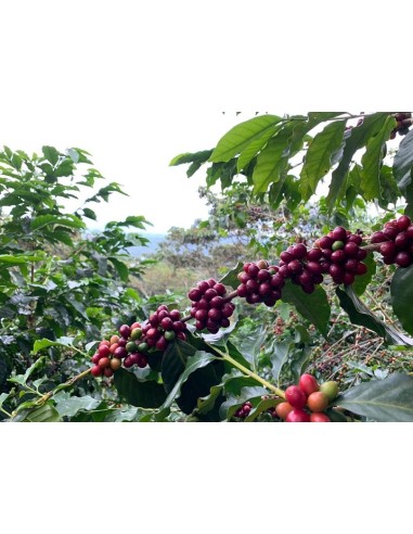Café du salvador