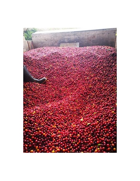 Café d'exception Costa Rica TARRAZU : score  86,5/100