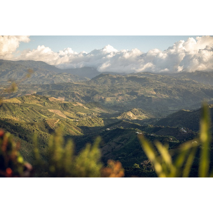 Café d'exception : Colombie... 2